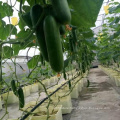 Plastic Shed Green House Single-span Greenhouses